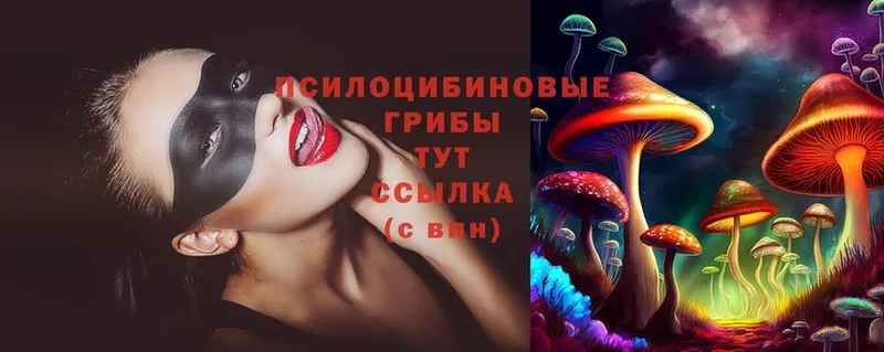 купить   Красноярск  Псилоцибиновые грибы Cubensis 